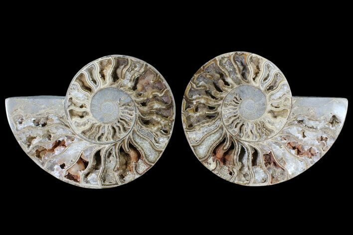 Choffaticeras (Daisy Flower) Ammonite - Madagascar #86774